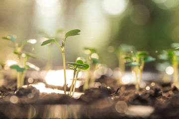 Chinese kale  Young plant growing in soil,Agriculture concept .