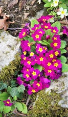 Erste Blumen im Steingarten