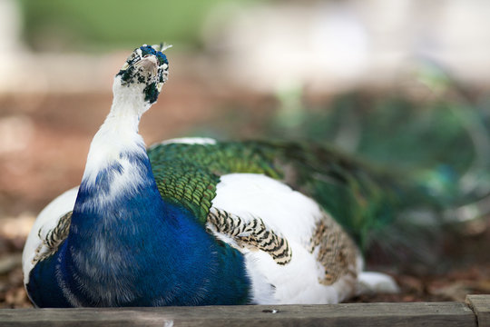 Quizzical Peacock