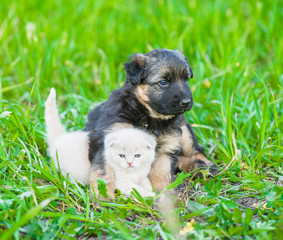 German shepherd puppy hugging kitten on green grass