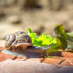 Springtime. Macro shot of a snail