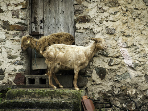 Goats on door