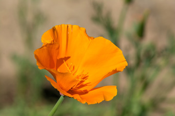 Springtime. Macro shot of an orange California poppy.