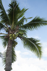 Fototapeta premium Coconut tree at the beach.