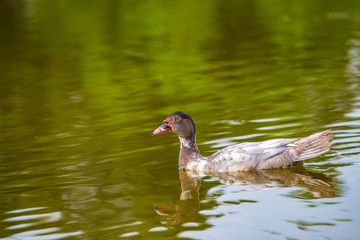 black duck swimming in the water