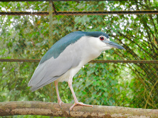 Black-crowned Night Heron on the Bough