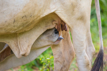Calf suckling milk from mother cow