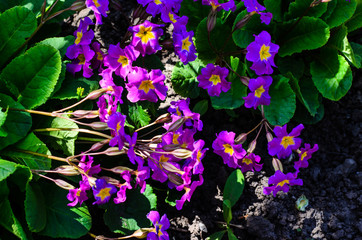 Evening primula flowers on flowerbed