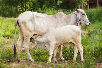 Closed up picture of Calf suckling milk from mother cow