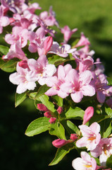 Fototapeta na wymiar Branch of weigela florida pink flowers with green background vertical