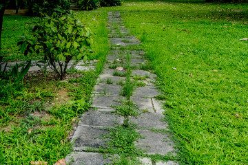 Pathway in park