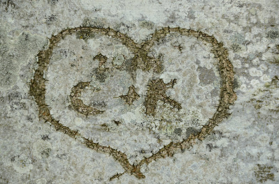 heart with initial letters cut in the brk of a tree
