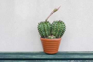 Kaktus - Kakteen vor weissem Hintergrund auf Holzbank 