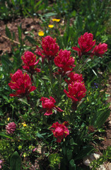 Obraz premium Pink Indian Paintbrush, Rosy or Subalpine Paintbrush, Castilleja rhexifolia