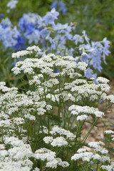 White Yarrow, Achillea millefolium © chapin31