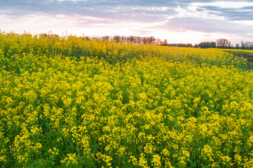 Obraz premium Field of bright yellow rapeseed in spring