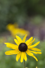 Black Eyed Susan, Rudbeckia Hirtia