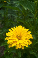 False Sunflower, Heliopsis Helianthoides