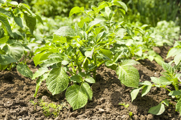 Potatoes ripening in the garden.  Healthy food with vitamins.   Fresh organic potato.