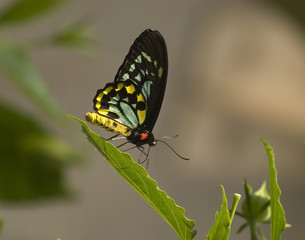 Green Birdwing Butterfly