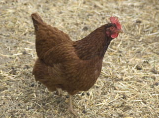 New Hampshire Red Hen Chicken