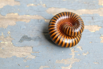The millipede rolled