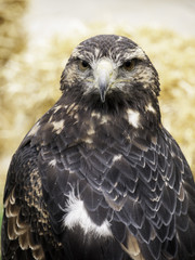 Eagle falconry exhibition