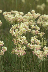 Buckwheat or Sulphur Flower, Eriogonum umbellatum