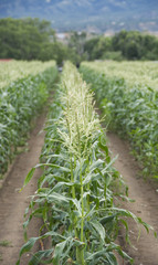 Rows of Corn