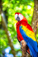 Fototapeta premium red, blue, yellow ara parrot outdoor