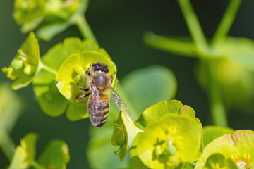 little lovely honeybee