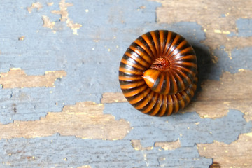 The millipede rolled