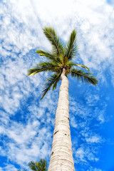 palm tree with green leaves on long trunk, blue sky