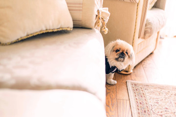 little Pekingese dressed in coat