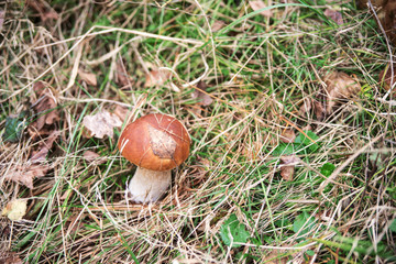 White fungus on the grass in the wild