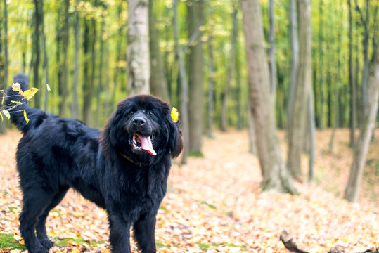 wonderful portrait of Newfoundland dog in the forest