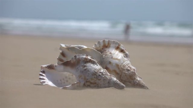  High quality video of shells on the sand in real 1080p slow motion 250fps