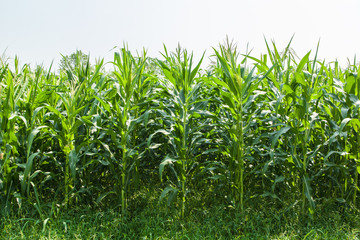 corn farm