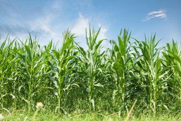 corn farm