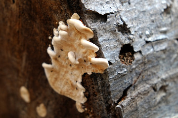 Closeup fungus on timber in forest
