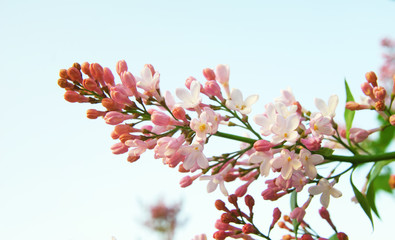 Blooming pink white lilac flowers