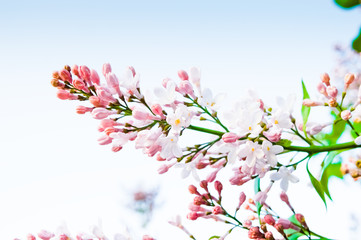 Obraz na płótnie Canvas Blooming pink white lilac flowers