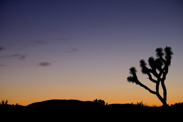 Joshua tree sunset silhouette