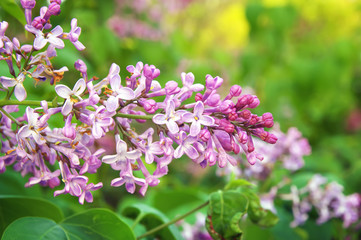 Beautiful blooming lilac