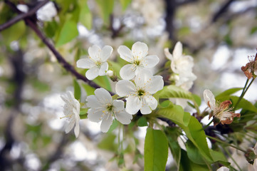 beautiful blooming cherry tree spring flower