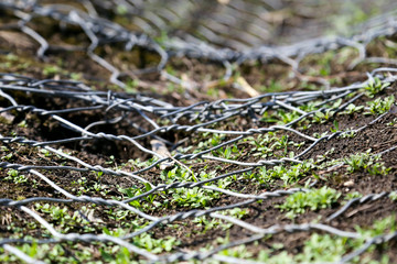 wire. grass sprouts