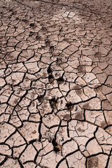 Wild animal footprints in dry arid ground