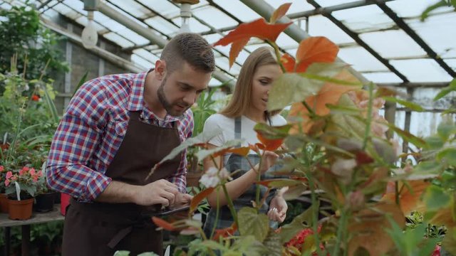 Young couple owners work in garden center. Attractive man and woman in apron count flowers using tablet computer during working in greenhouse