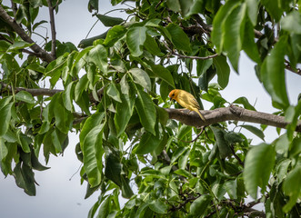 Smal yellow bird Male Orange-fronted Yellow Finch (Sicalis columbiana) in a tree - Cali, Colombia