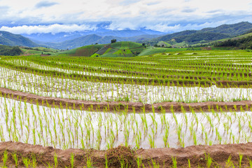 Fototapeta premium Green Terraced Rice Field in Pa Pong Pieng , Mae Chaem, Chiang Mai, Thailand